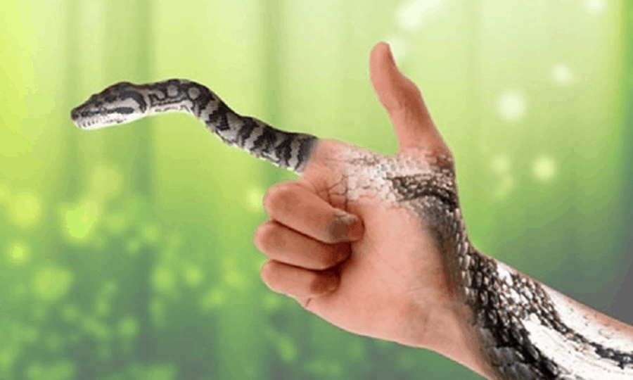 Nằm mơ thấy rắn hai đầu điềm lành hay dữ? Đánh đề con nào trúng? nam mo thay ran hai dau diem lanh hay du? danh de con nao trung?