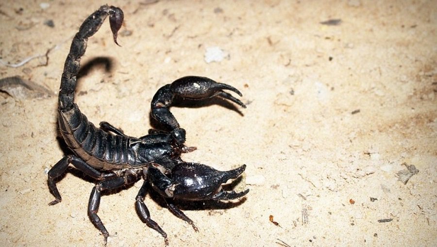 Hé lộ bí ẩn giấc mơ thấy bò cạp và con số liên quan? He lo bi an giac mo thay bo cap va con so lien quan?