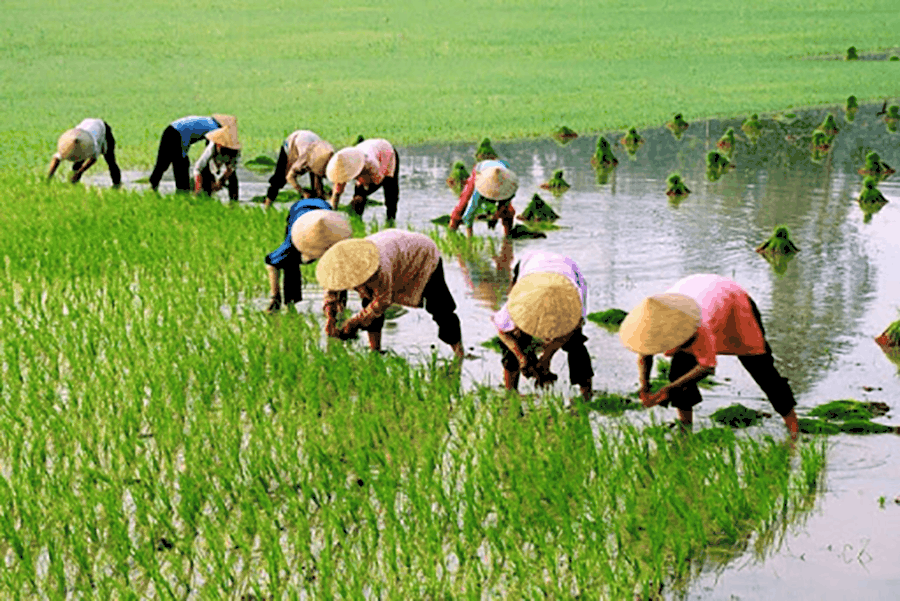 Nằm mơ thấy đi cấy lúa đánh con gì và đánh đề con nào chuẩn? nam mo thay di cay lua danh con gi va danh de con nao chuan?