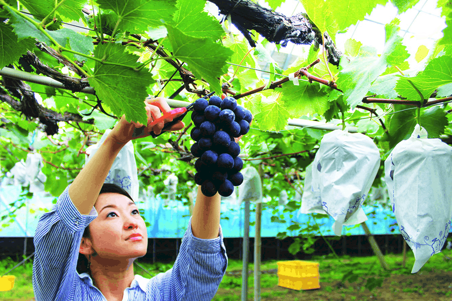 Chiêm bao thấy hái trái cây là điềm báo gì cho tương lai? chiem bao thay hai trai cay la diem bao gi cho tuong lai?