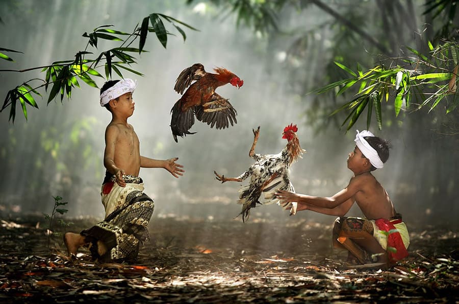 Tìm hiểu về đá gà cựa dao cùng với một số mẹo chơi hay tim hieu ve da ga cua dao cung voi mot so meo choi hay