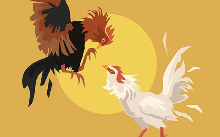 Những điều cần biết khi bắt đầu tham gia cá cược đá gà nhung dieu can biet khi bat dau tham gia ca cuoc da ga